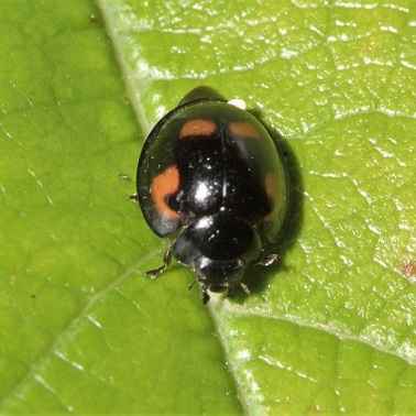 Coccinelle à virgules pour éliminer les pucerons laineux, comme le lanigère du pommier. Pour une lutte bio contre le puceron lanigère du pommier : Exochomus quadripustulatus