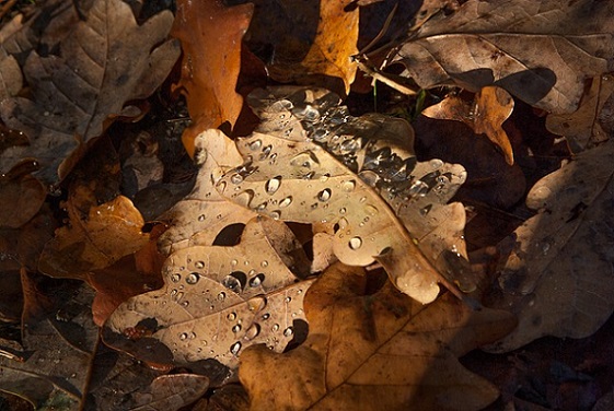 Une litière de feuilles mortes bien exposée est un abri privilégié pour la coccinelle à 7 points