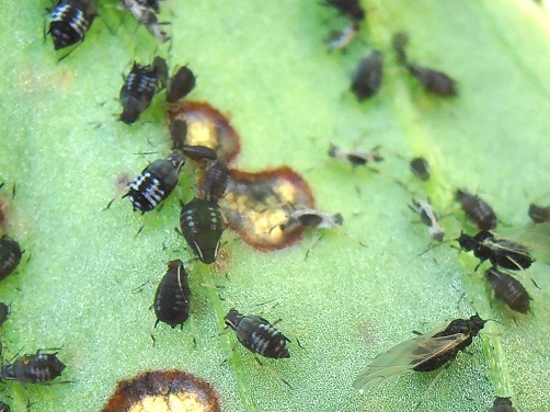 Différents stades de pucerons noirs de la fève (Aphis fabae) avec des pucerons aptères ou ailés.