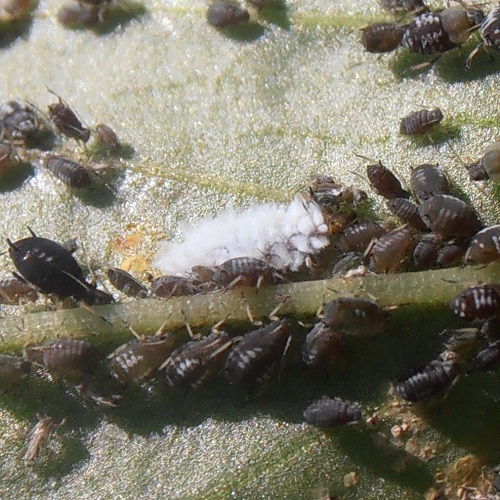 Cette larve de Scymus (petite coccinelle sombre et allongée) dévore des pucerons noirs de la fève.