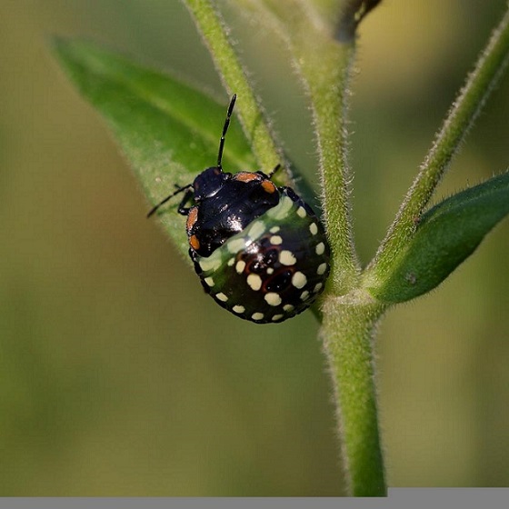 La punaise verte ponctuée est très présente au jardin