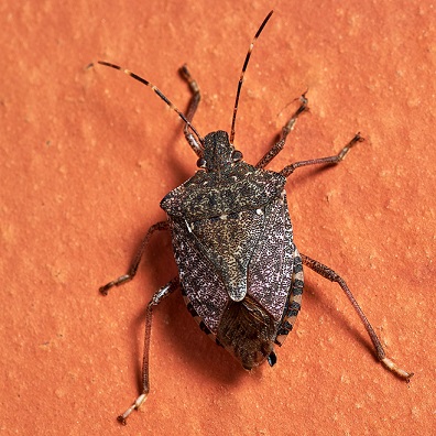 Halyomorpha halys, la punaise diabolique. La punaise marbrée ou punaise diabolique.