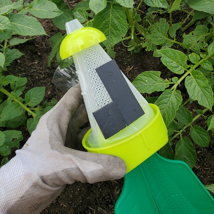 Attractif et phéromone contre la punaise diabolique. Phéromone et attractif contre la punaise diabolique.