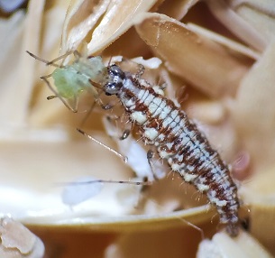 larve de chrysope mangeant un puceron.