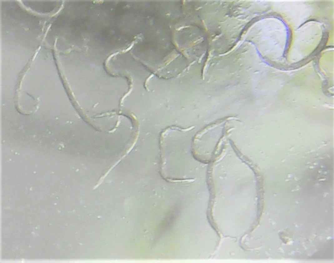 Les nématodes Sc sont des parasites naturels des capnodes du pêcher.