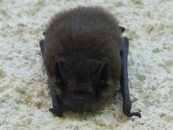 Les chiroptères chassent les adultes de cossus gate bois Les chauves-souris chassent les papillons du cossus gate bois
