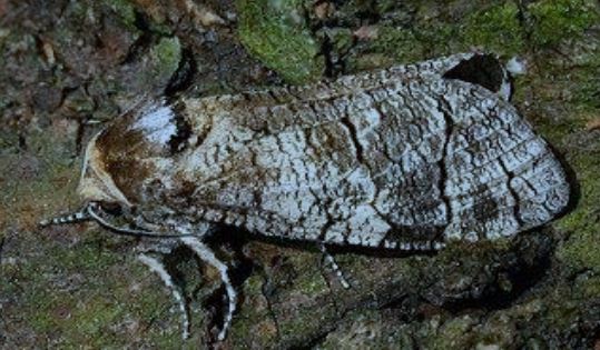 Pheromones Contre Le Cossus Gate Bois