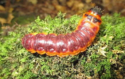 Les phéromones contre le cossus permettent de réduire l'accouplement Les phéromones contre le cossus permettent de prévenir des futures infestations.