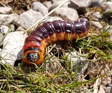La larve du cossus dégage une odeur caractéristique de vieux cuir ou de vinasse Le trou creusé par la larve du cossus dégage une odeur caractéristique de vieux cuir ou de vinasse