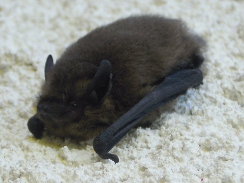 Les chauves souris chassent les adultes de cossus cossus, installez des gîtes à chiroptères pour accentuer le contrôle de leurs populations Les chauves souris sont des prédatrices de papillons de nuit tels que le cossus gâte bois.