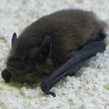 Les chiroptères chassent les papillons de la zeuzère du poirier Si les mésanges consomment les chenilles de la zeuzère, les chauve-souris préféreront les stades adultes