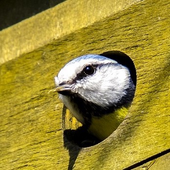Les mésanges raffolent des chenilles, elles pourront s'attaquer aux stades baladeurs de la zeuzère du poirier La mésange, un précieux allié pour lutter contre la zeuzère du poirier