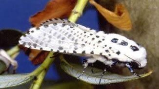 Les jeunes arbres sont plus sensibles aux attaques de zeuzères Les chenilles de la zeuzère peuvent détruire un arbre en un ou deux ans à peine