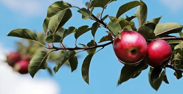 Les fruits à pépins sont particulièrement sensibles aux attaques de zeuzère La plupart des essences présentes au verger plaisent aux zeuzères