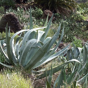 Les yuccas et les agaves peuvent être parasitées par le charançon de l'agave.