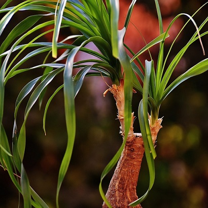 Les charançons de l'agave pondent également leurs oeufs dans les pieds d'éléphant ou les dasylirions