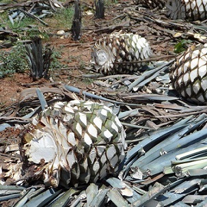 Récolte d'agaves destinées à la confection d'alcool en Amérique centrale.