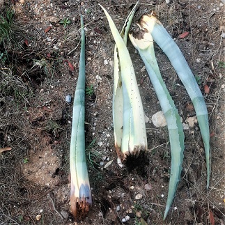 Des feuilles d'agaves pourries à la base et qui se détache facilement sont caractéristiques d'une attaque de charançon noir de l'agave.