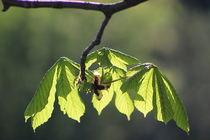 Les femelles de la première génération de mineuses du marronnier pondent sur les jeunes feuilles