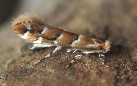 La mineuse du marronnier est un petit papillon dont la chenille ravage les feuilles des marronniers