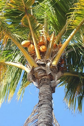 Un cocotier