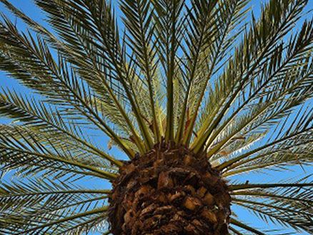 Un palmier phénix