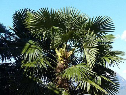 Les Trachycarpuis sont très attaqués par le bombyx palmivore