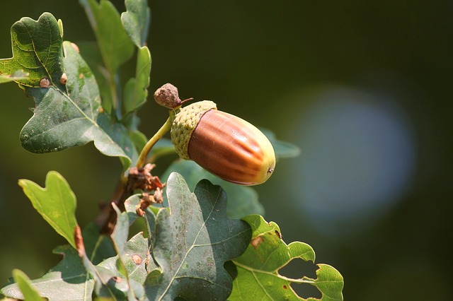 La chenille processionnaire du chêne s'attaque aux jeunes rameaux des arbres La chenille processionnaire du chêne s'attaque aux jeunes rameaux des arbres