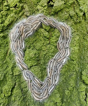 Les chenilles processionnaires du chênes sont urticantes et peuvent être dangereux pour la santé humaine ou animale