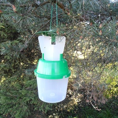 Piège à phéromone contre les papillons de la chenille processionnaire du pin Piège à phéromone contre les papillons de la chenille processionnaire du pin