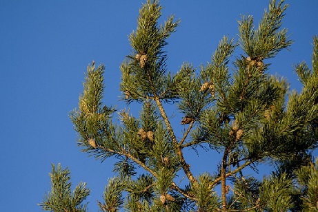 Pour plus de sécurité, changez le sac de votre piège à chenilles processionnaires tous les ans Pin indemne de chenilles processionnaires