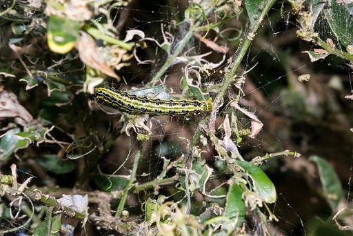 Ensemble des dégâts causés par une attaque de pyrale du buis. Feuillage d'un buis dévoré par une chenille de pyrale du buis.
