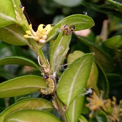 Jeunes chenilles de pyrale du buis au printemps. Jeunes chenilles de pyrale du buis sortant de l'hiver.