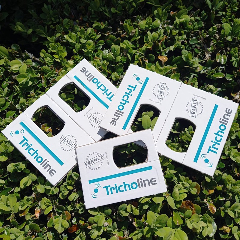 Les trichogrammes anti pyrales du buis, un redoutable agent de lutte bio. Les trichogrammes sont des micro-guêpes qui parasitent les oeufs de pyrale du buis.