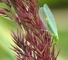 Les chrysopes adultes ne sont pas prédateurs Les chrysopes adultes ne sont pas prédateurs