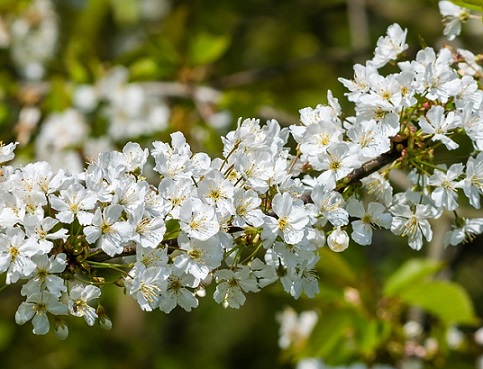 Les haies contenant de nombreuses espèces à fleurs permettent d'attirer un grand nombre d'insectes Favorisez l'habitat des chrysopes à proximité des platanes afin de les conserver.