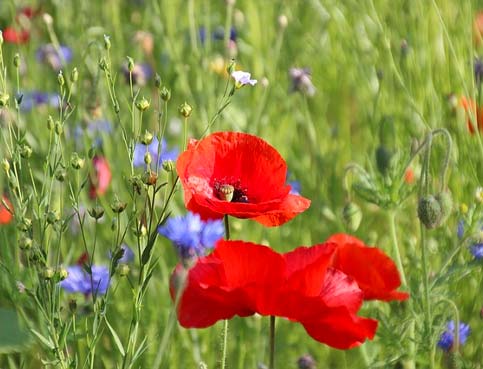 Le nectar et le pollen des fleurs sauvages offrent une source de nourriture alternative aux prédateurs de tigres du platane. Les jachères fleuries permettent de maintenir de nombreux insectes auxiliaires et favorisent le développement de la biodiversité