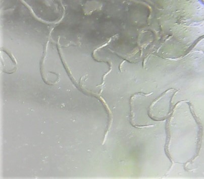 Le nématode SF est un vers microscopique qui parasite les thrips.