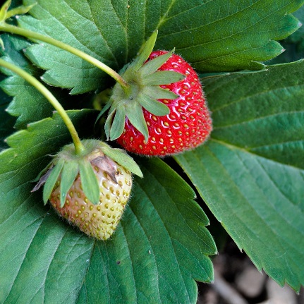 Les fraisiers sont des cultures sensibles aux attaques de thrips