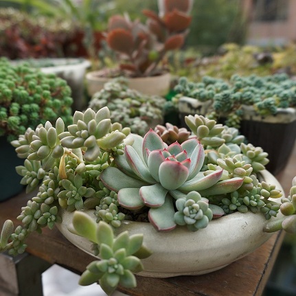 Les plantes grasses peuvent elles aussi connaitre des infestations de thrips Les thrips s'attaquent également aux plantes grasses