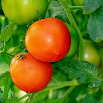Mettre des tomates sous serre est une façon d'assurer une bonne récolte mais attention aux attaques de Thrips Les tomates sous abris sont sensibles aux attaques de thrips