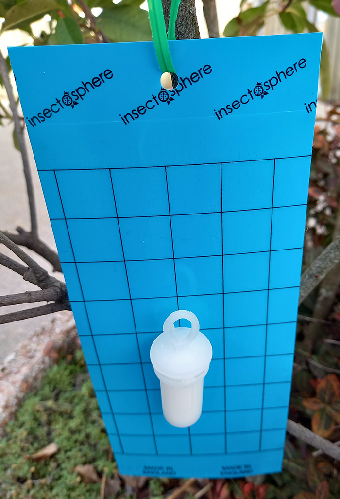 L'attractif doit être couplé à un piège chromatique bleu englué qui piègera les thrips L'attractif doit être disposé sur un piège bleu vendu séparément