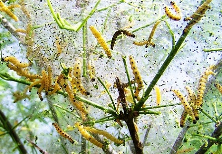 Les chenilles défoliatrices peuvent faire d'importants dégâts sur vos plantes, le Bacille de Thuringe permet d'en contrôler les populations sans dommages pour les autres espèces vivantes