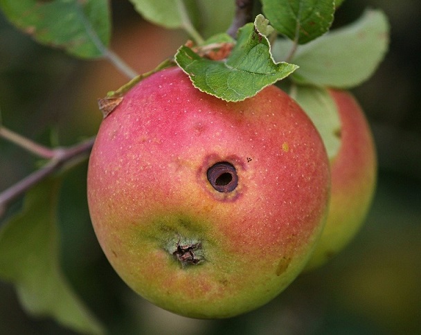 Symptôme caractéristique d'une attaque de vers des pommes
