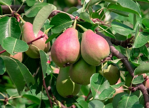 Les poires sont souvent verrées par le carpocapse des pommes