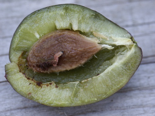 Larve de carpocapse des prunes dans une quetsche Un ver des prunes