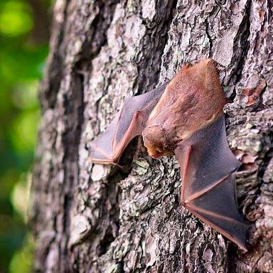 Les pipistrelles chassent de nombreux papillons de nuits à l'instar des adultes de la tordeuse du pêcher