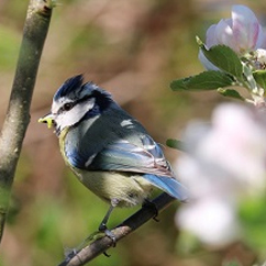 Les mésanges consomment un grand nombre de vers des prunes lorsqu'ils sont au stade baladeur Une mésange bleue consommant une chenille sur un arbre fruitier