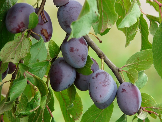 Les prunes sont souvent véreuses, la faute au carpocapse de la prune. Les quetsches sont sensibles au ver de la prune.