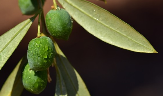 Le vers de l'olive fait chuter les fruits